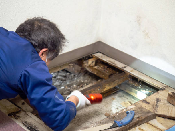 Best Mold Remediation  in Rockwell, AR