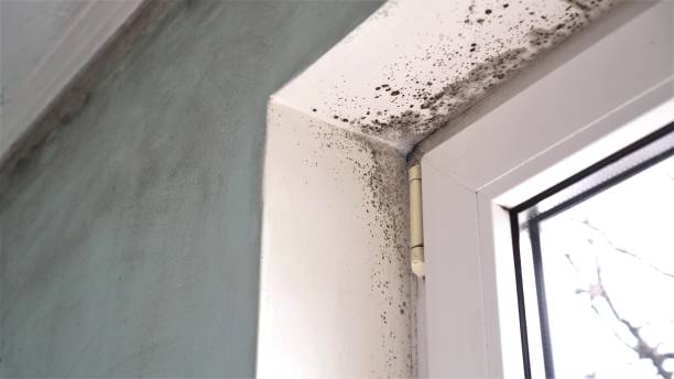 Best Toxic Mold Removal  in Rockwell, AR