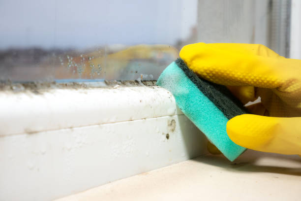 Best Mold Damage Repair  in Rockwell, AR