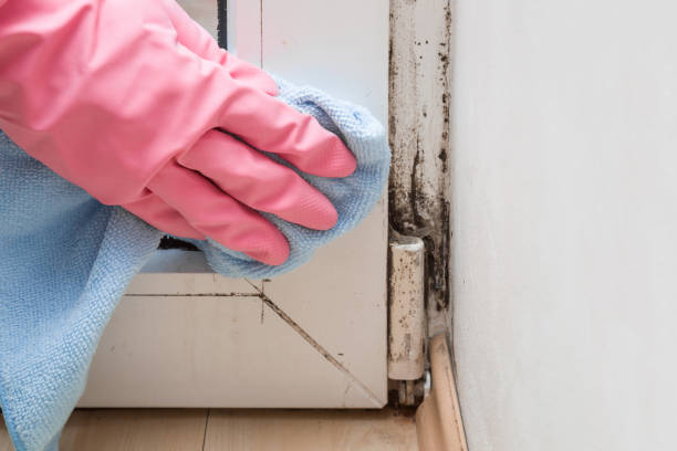 Best Commercial Mold Removal  in Rockwell, AR